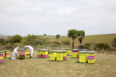New Scientific discovery to correctly identify genuine Manuka Honey backed by Waikato based SummerGlow Apiaries.